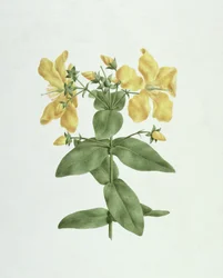 Feel-Fetch (Hypericum quartinianum) (wc over grafitt på papir)